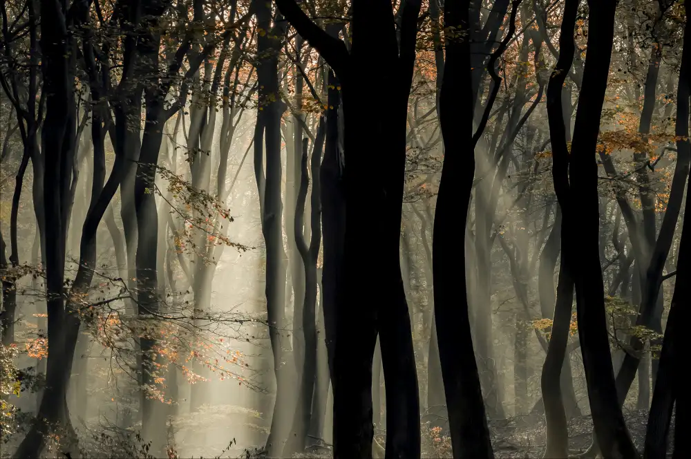 Coenders, Chris: Speulderbos