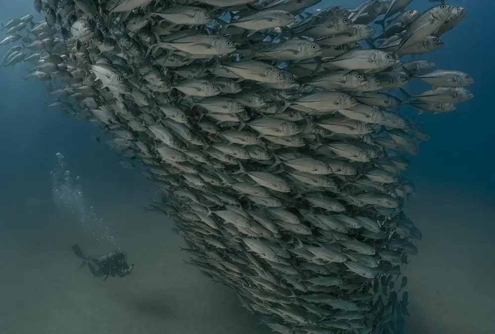 Lu, Jennifer: Ocean Soldiers