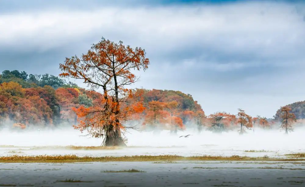 May, G.: Niebla sobre el lago Caddo