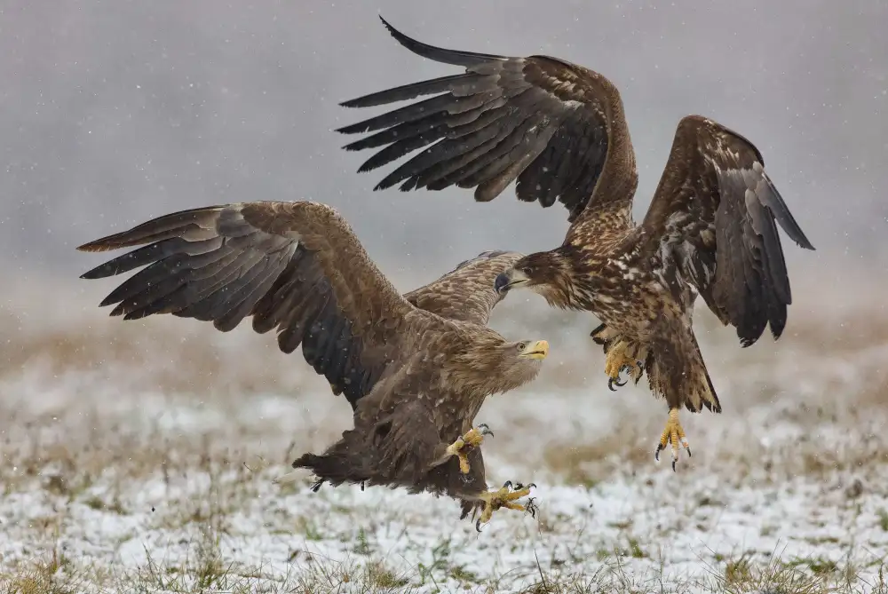 Manusevich, David: Combats d'aigles