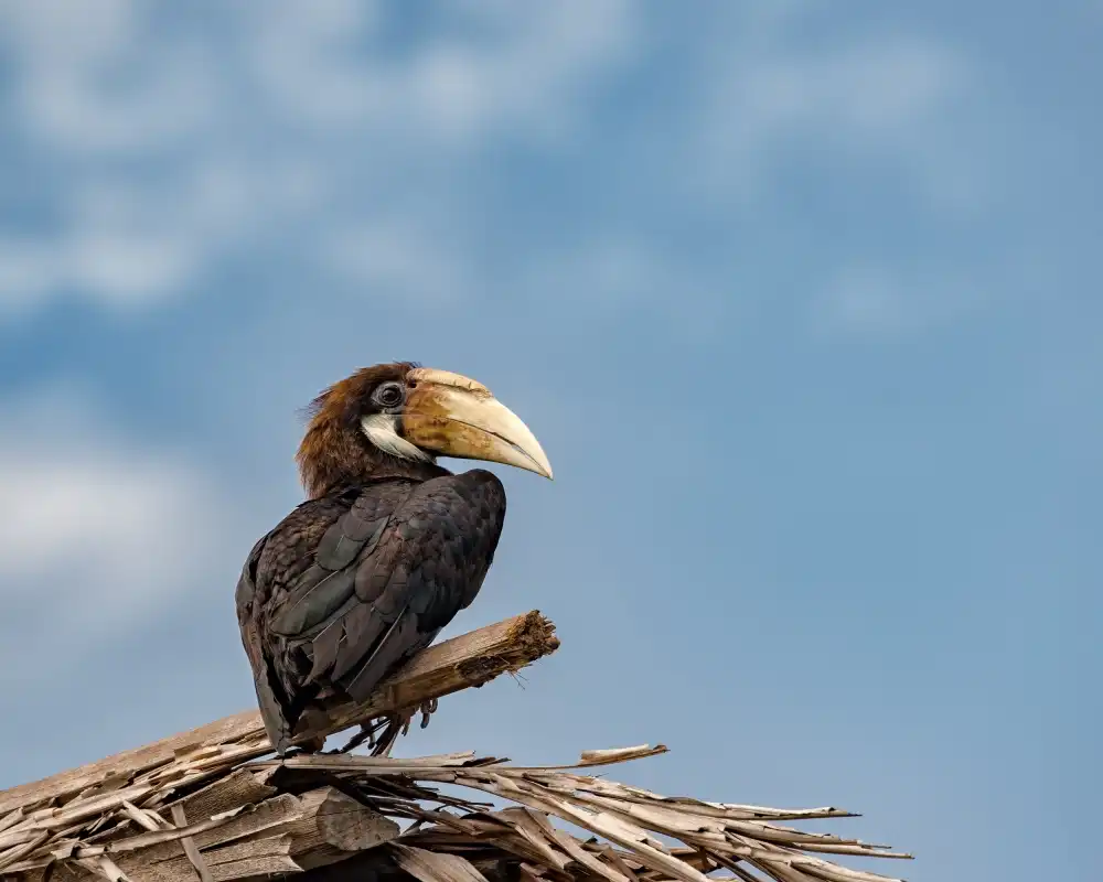 Golani, Aharon: Toucan