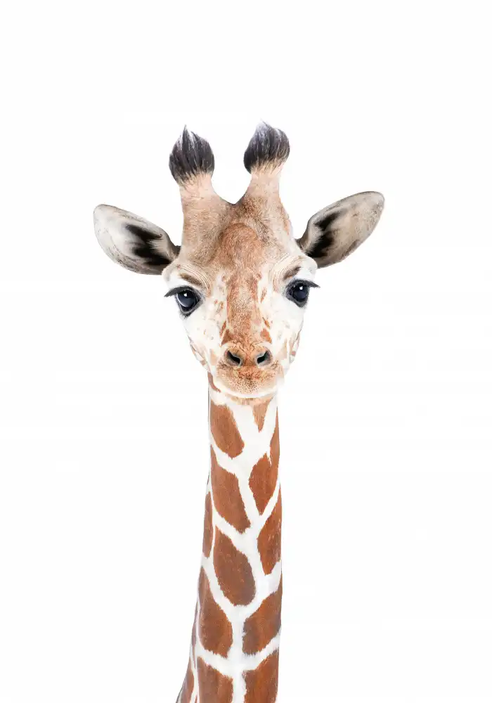 Pienaar, Kathrin: Baby Giraffe