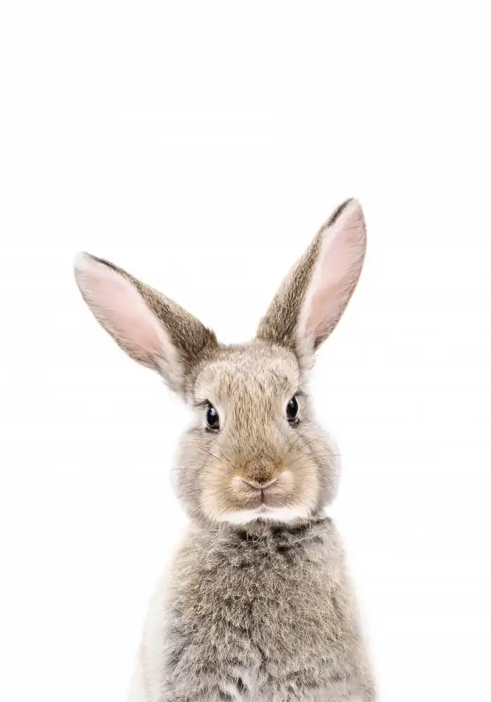 Pienaar, Kathrin: Baby Rabbit