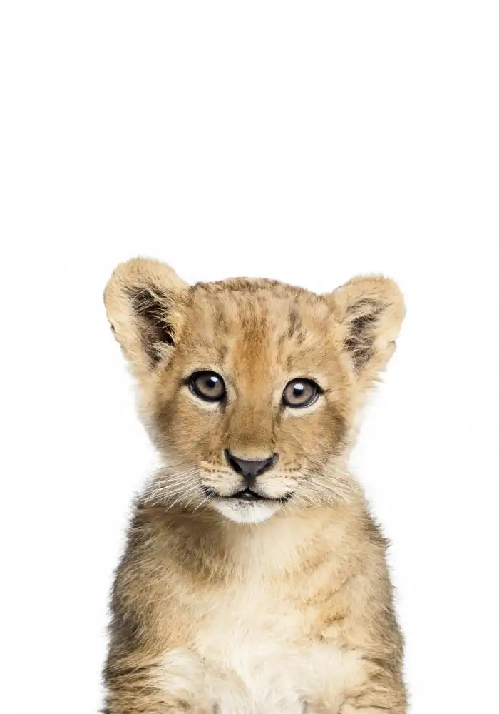 Pienaar, Kathrin: Baby Lion