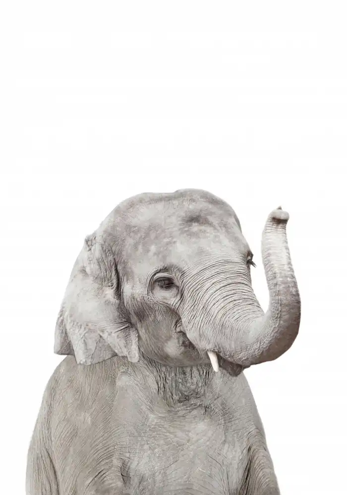Pienaar, Kathrin: Cucciolo di elefante