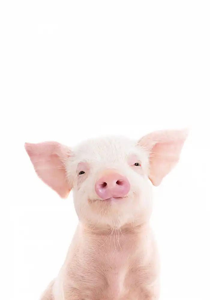 Pienaar, Kathrin: Baby Pig