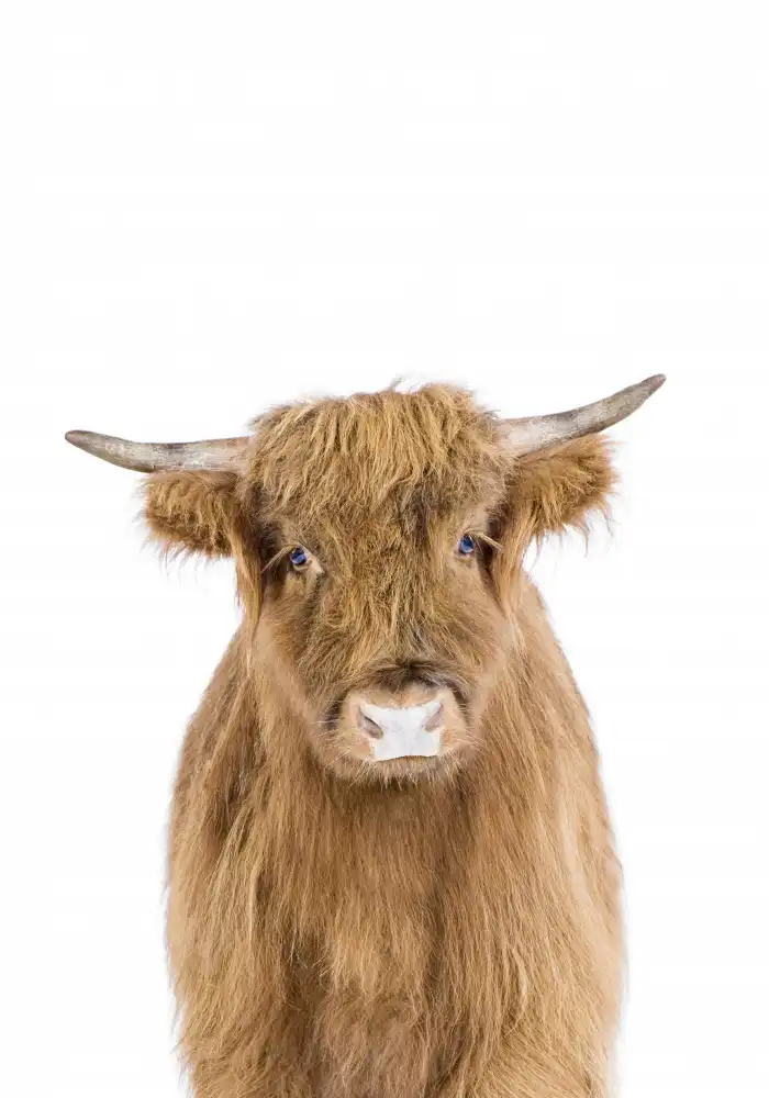 Pienaar, Kathrin: Baby Cow