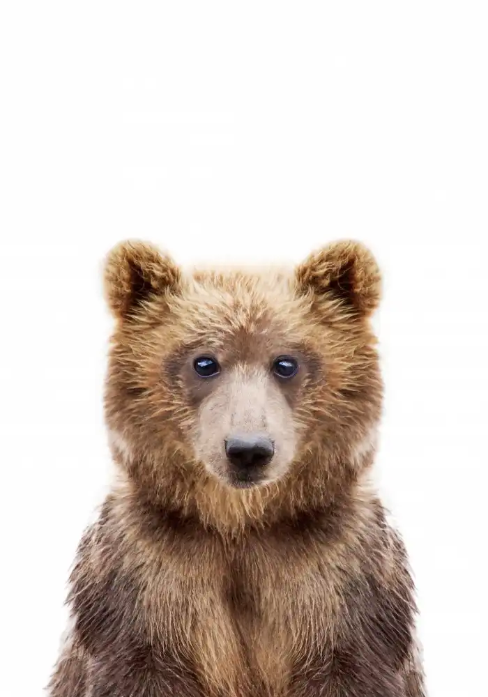 Pienaar, Kathrin: Baby Bear