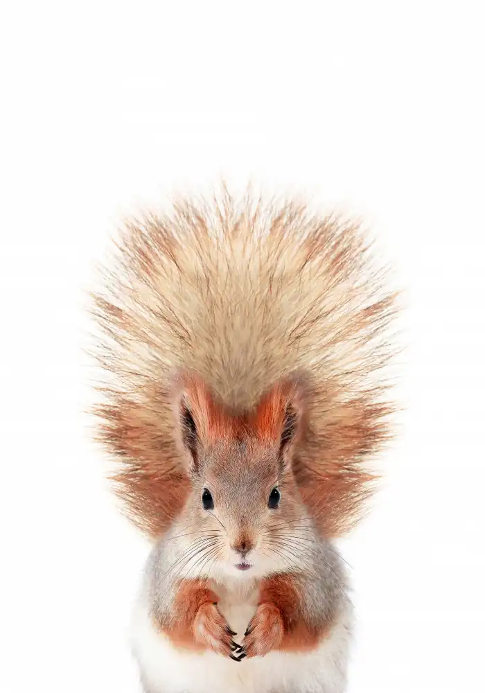 Pienaar, Kathrin: Baby Squirel