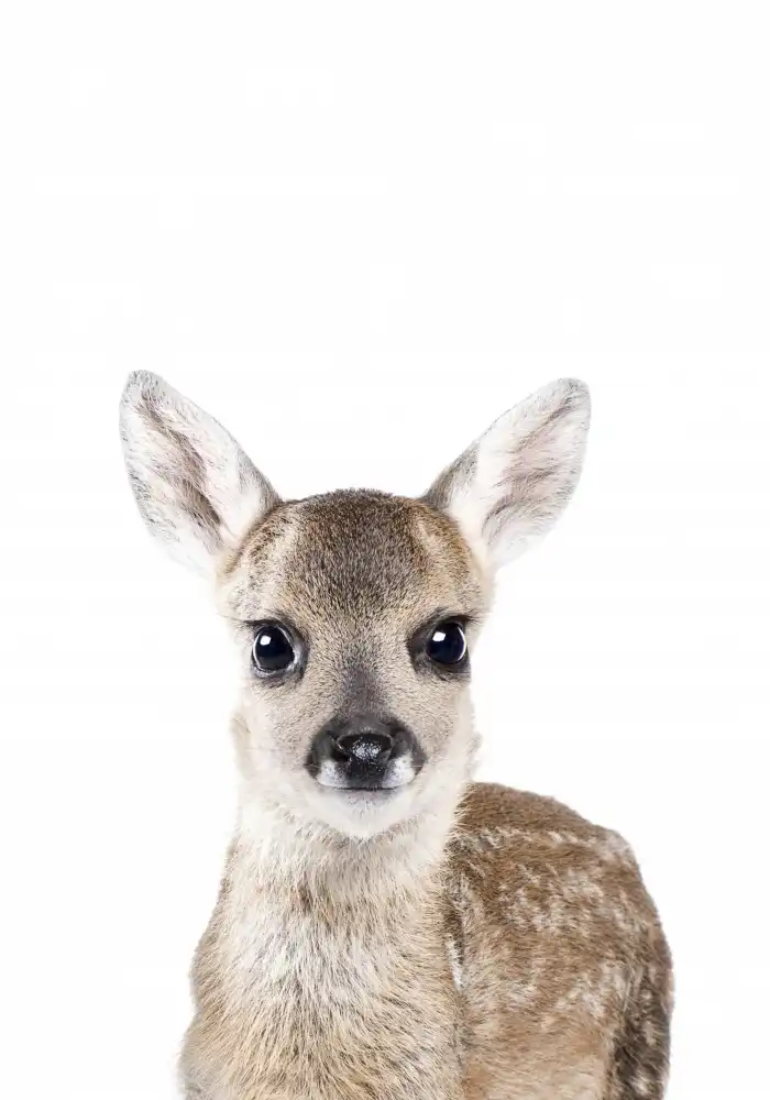 Pienaar, Kathrin: Baby Deer