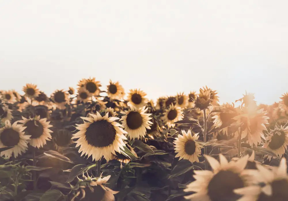 Pienaar, Kathrin: Girasoli