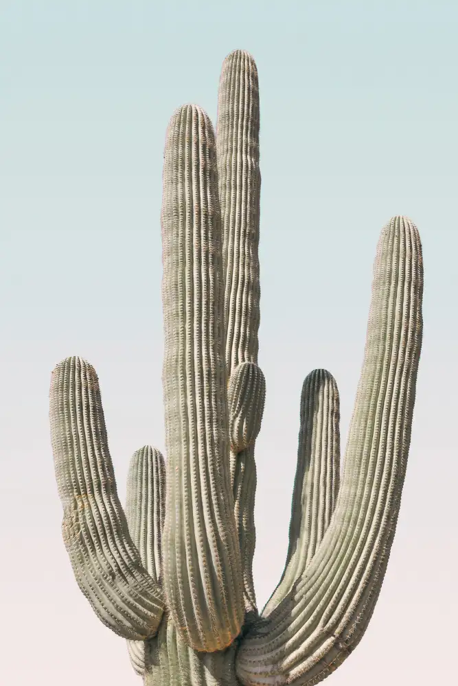 Pienaar, Kathrin: Saguaro