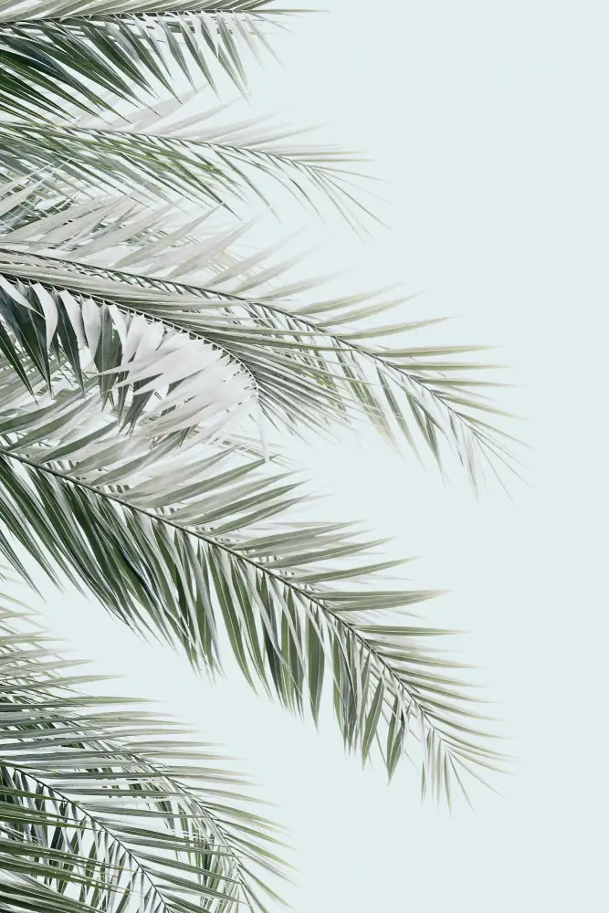 Pienaar, Kathrin: Palme blu