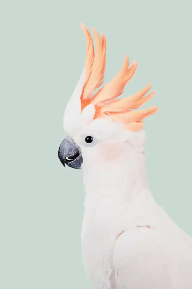 Pienaar, Kathrin: Cacatua