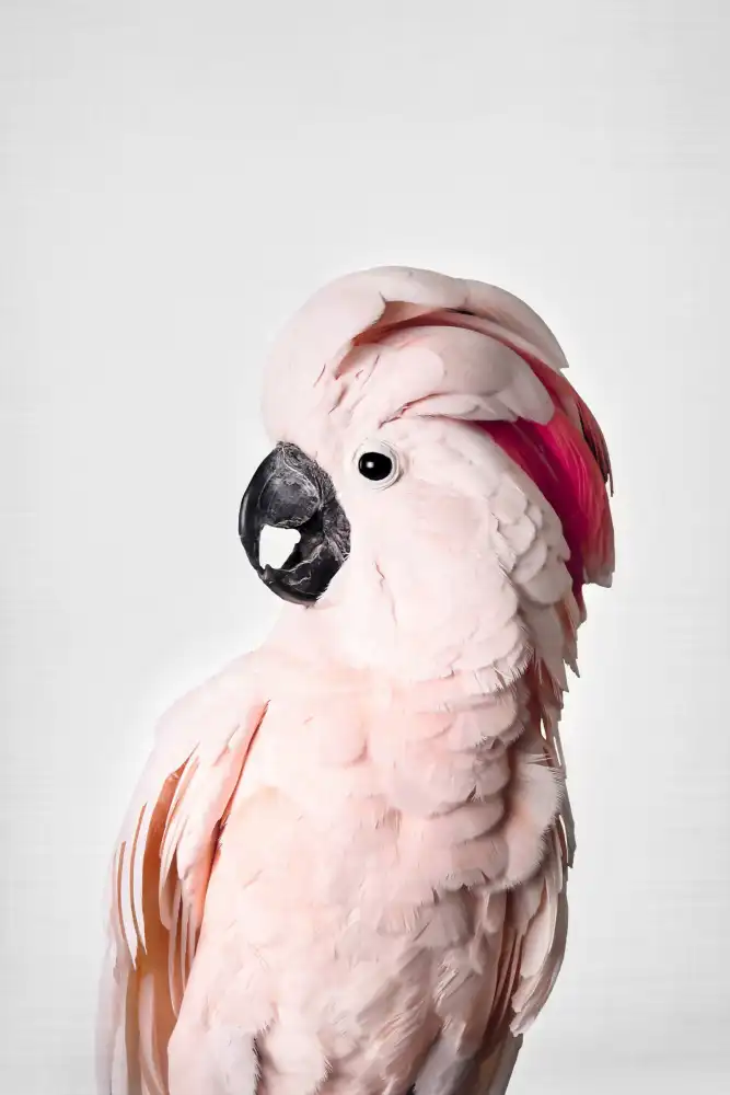 Pienaar, Kathrin: Cacatua rosa