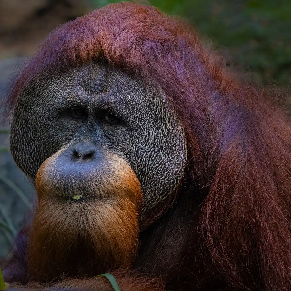 WONG, LIANG TWEE: Orangutan 3