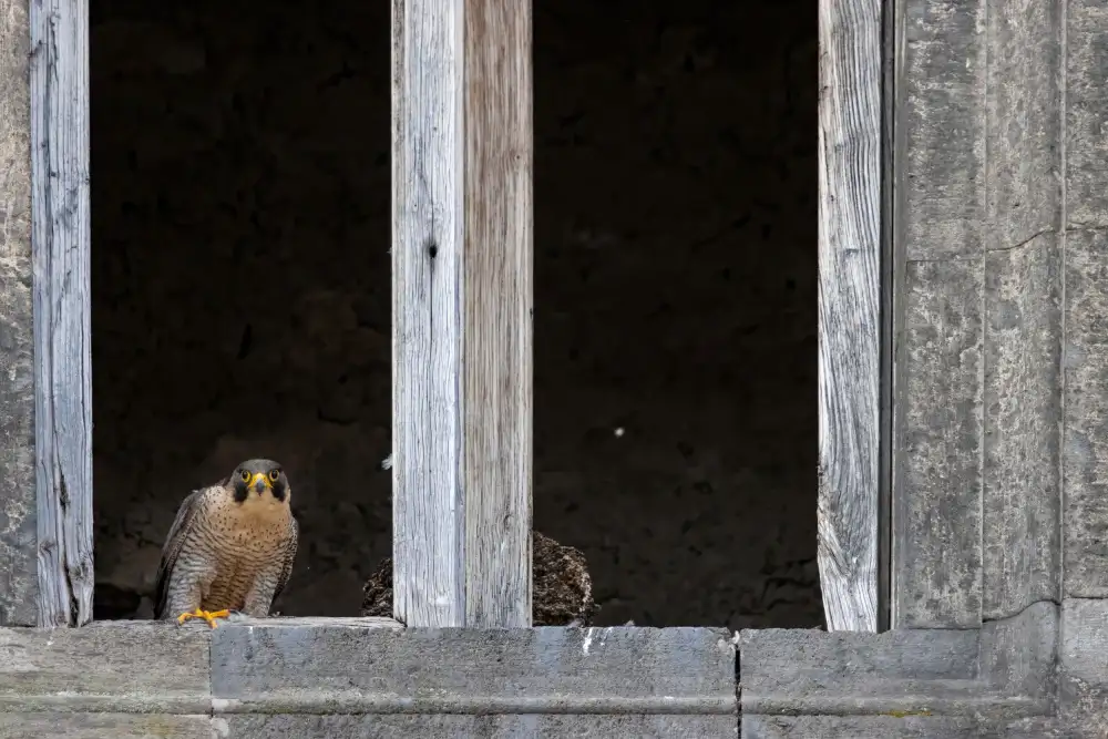 Simone, De Ciro: the falcon in the castle