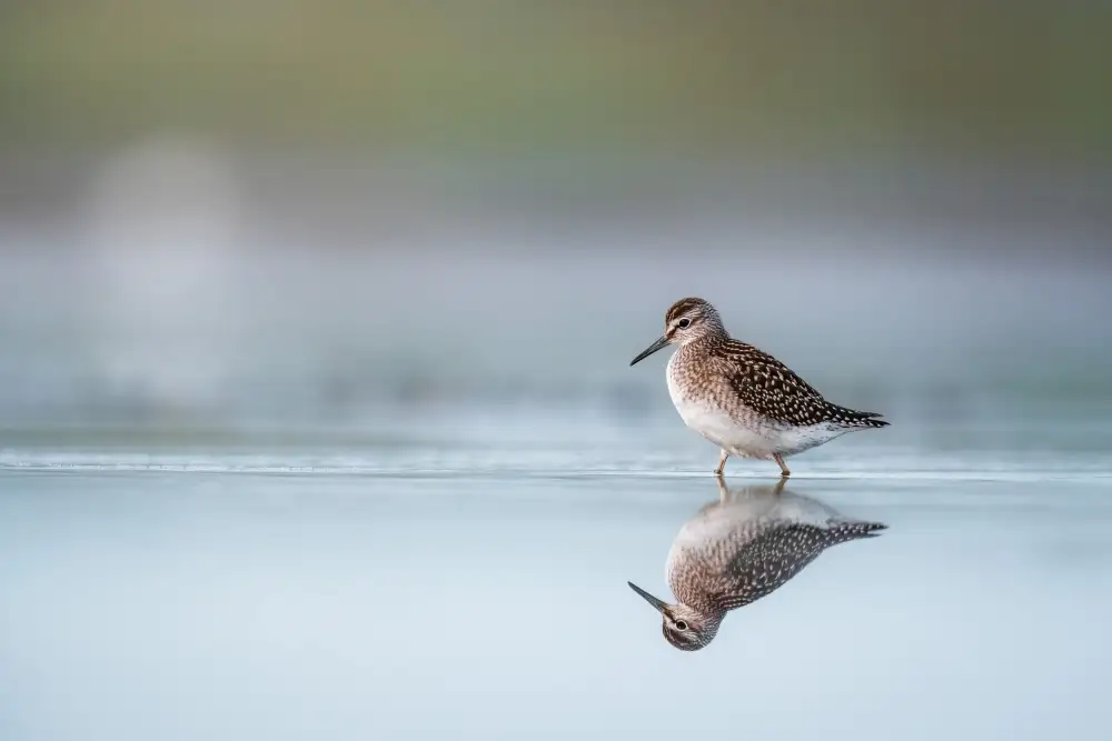 Renmyr, Magnus: Wood sandpiper (Tringa Glareola) with reflection