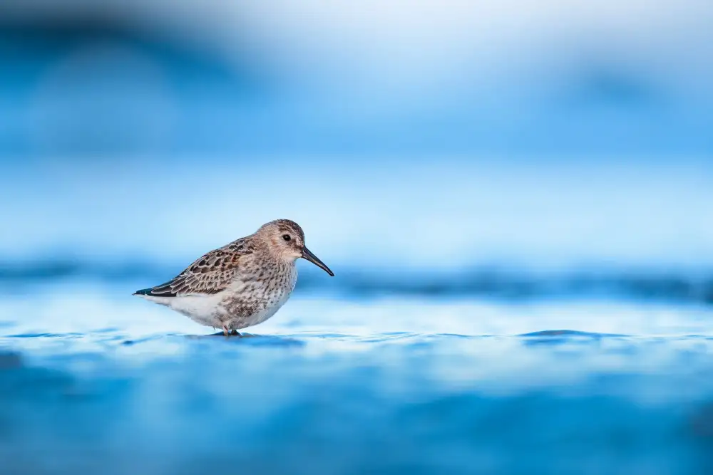 Renmyr, Magnus: Dunlin during autumn migration