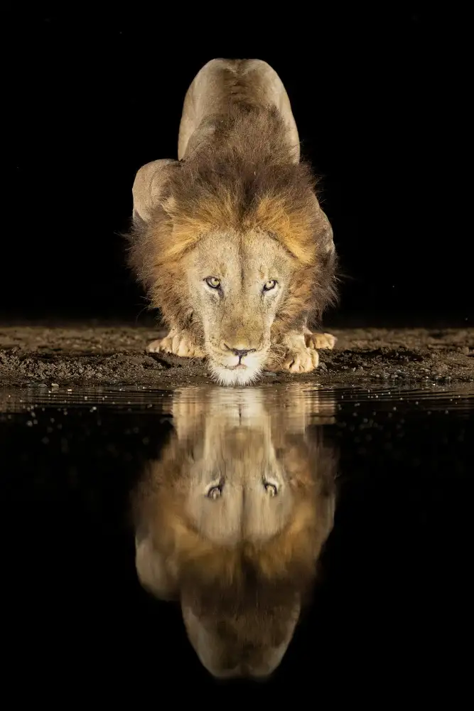 Raga, Gil Joan: Lion drinking at night