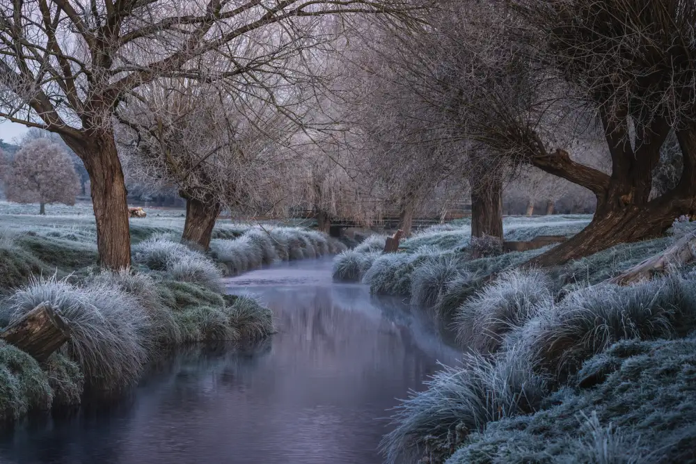 Selagea, Andreea: Early frost
