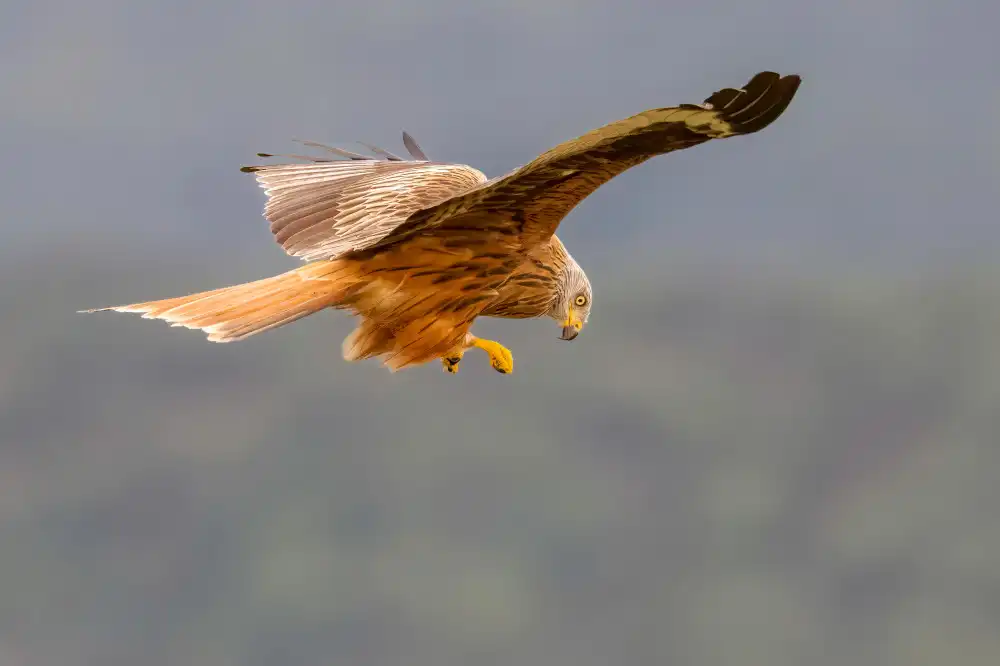 Helsen, Eddy: Red Kite
