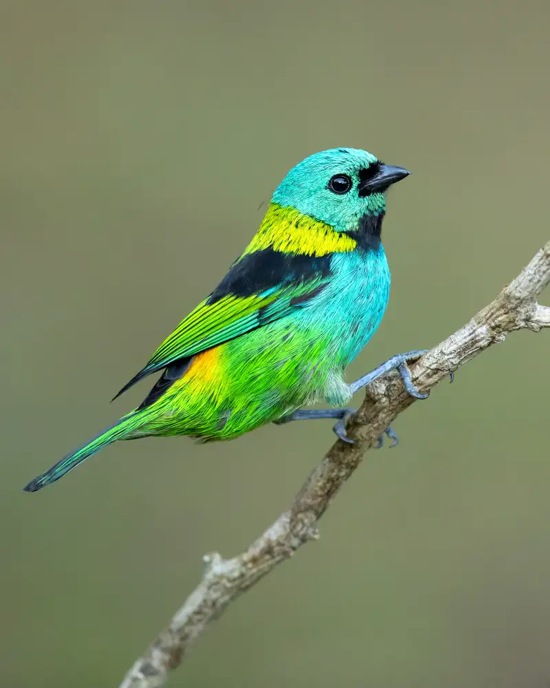 Zygmunt, Milan: Grünköpfiger Tanager