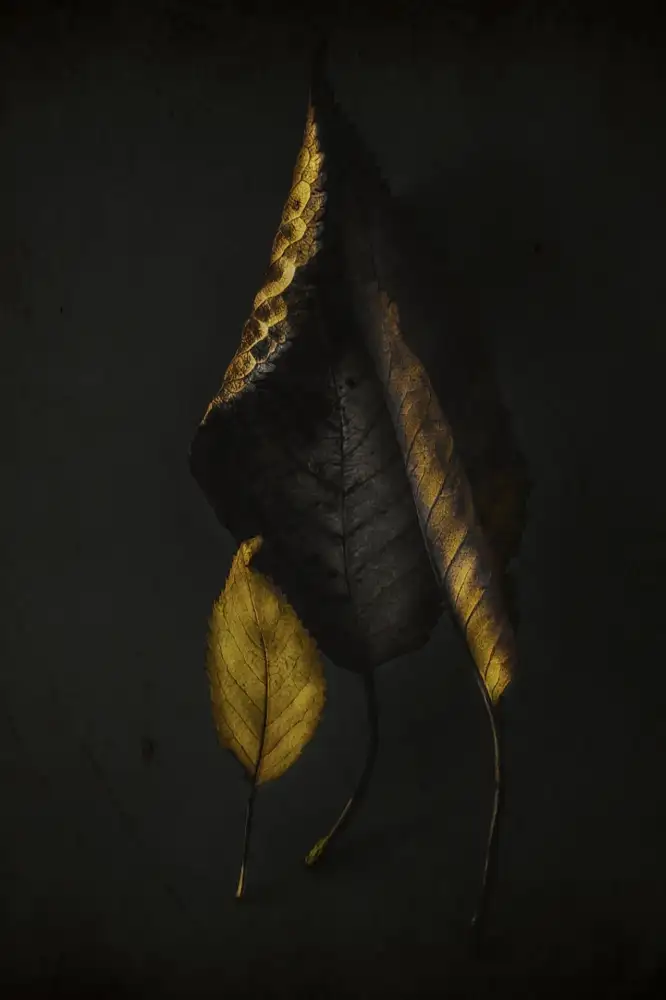 Urbonavičienė, Ingrida: Herbstblätter