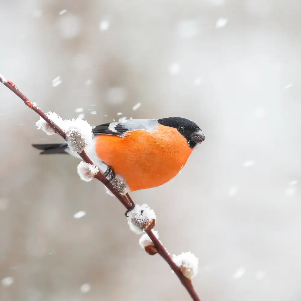 Keizer, Annie: Ciuffolotto in una tempesta di neve.