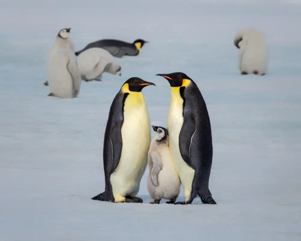 Wei, and Siyu: Famille