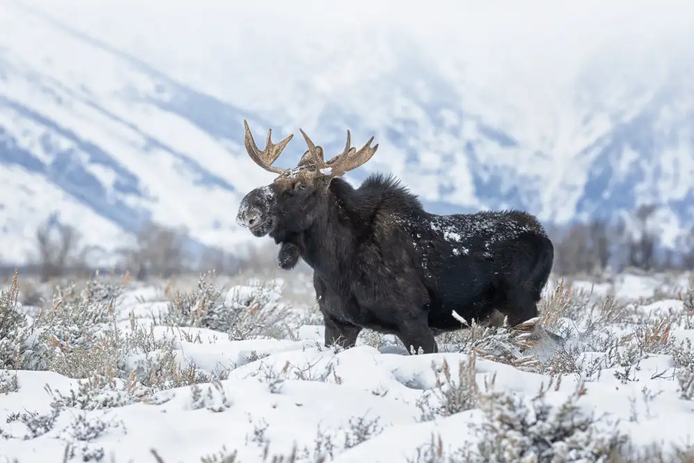 Wang, Max: Moose 2
