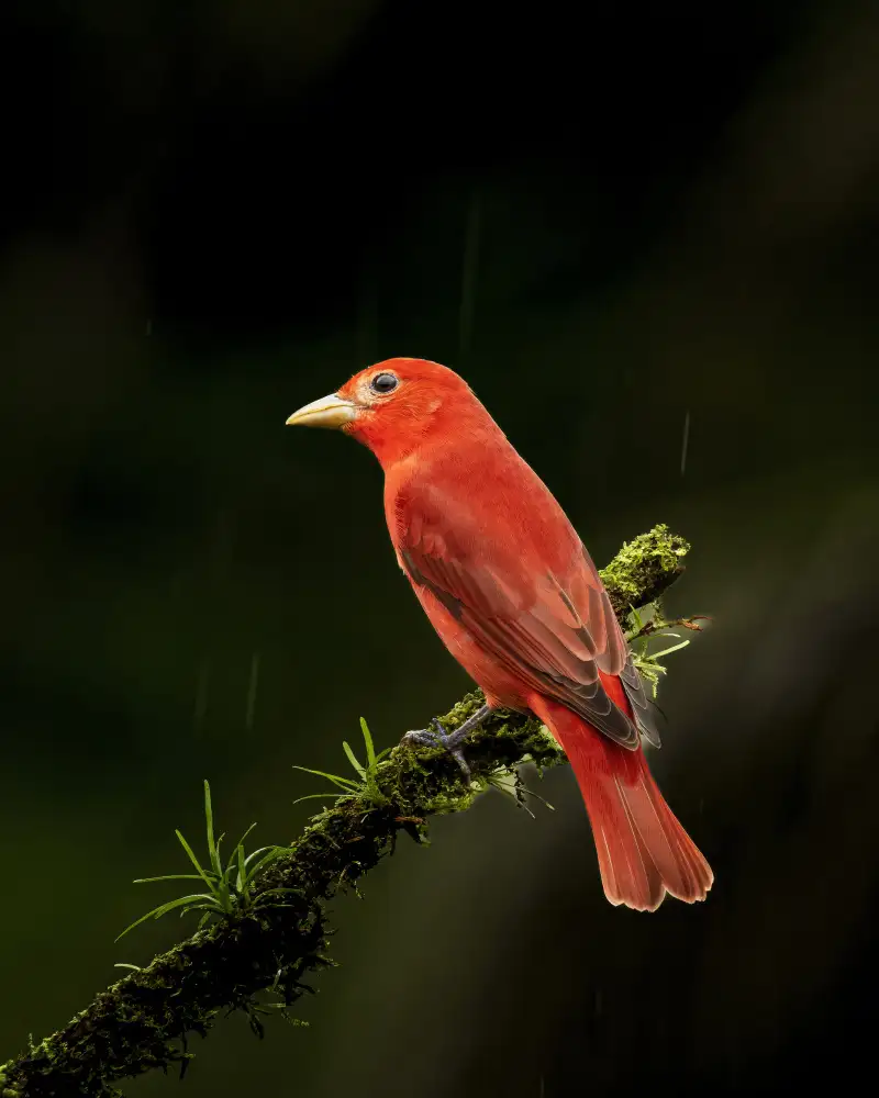 Dhanorkar, Saurabh: Summer Tanager in Costa Rica