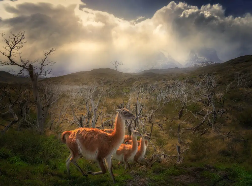 P., Ruiqing: Ritratto ambientale dei Guanaco