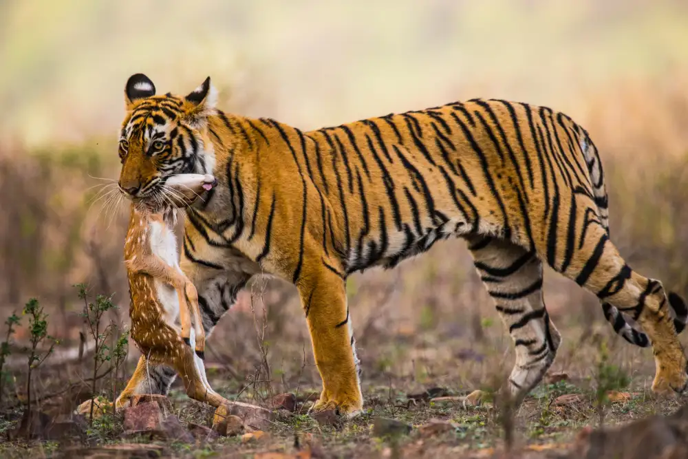 Nagpal, Manish: a time to a kill