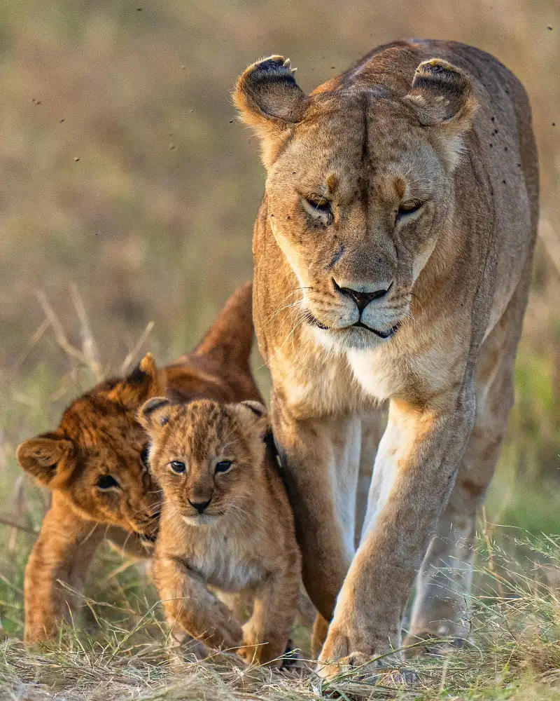 Bhatia, Yogesh: mignon