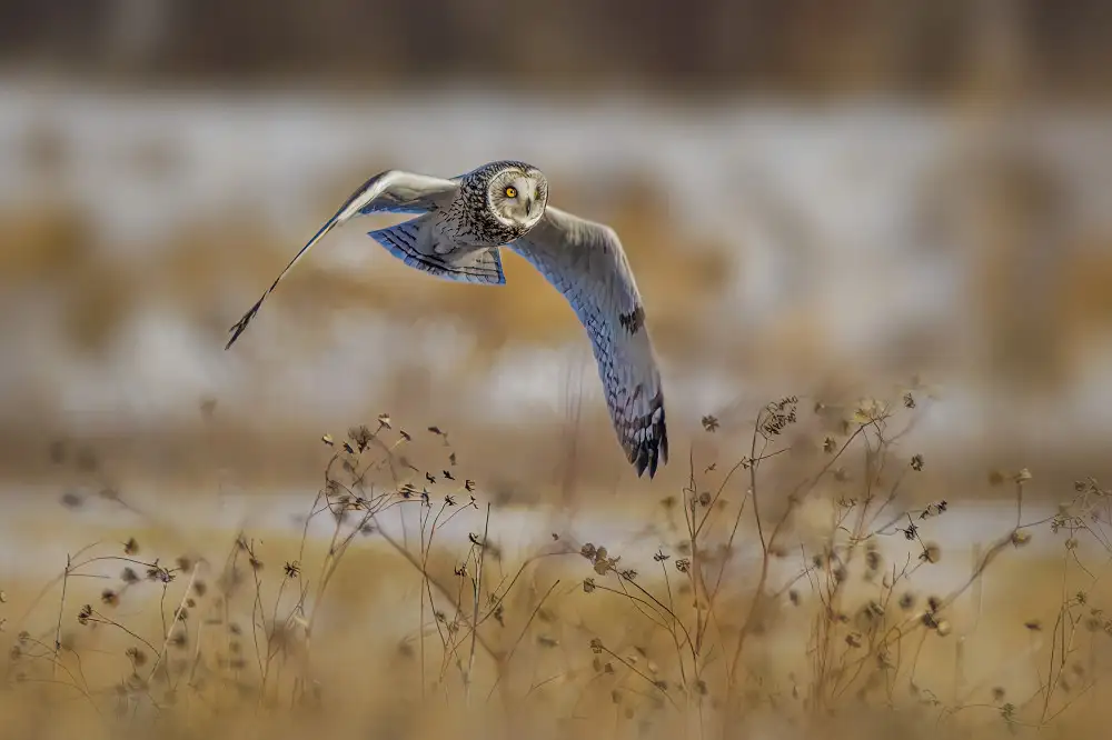 Xu, Jian: Short eared owl
