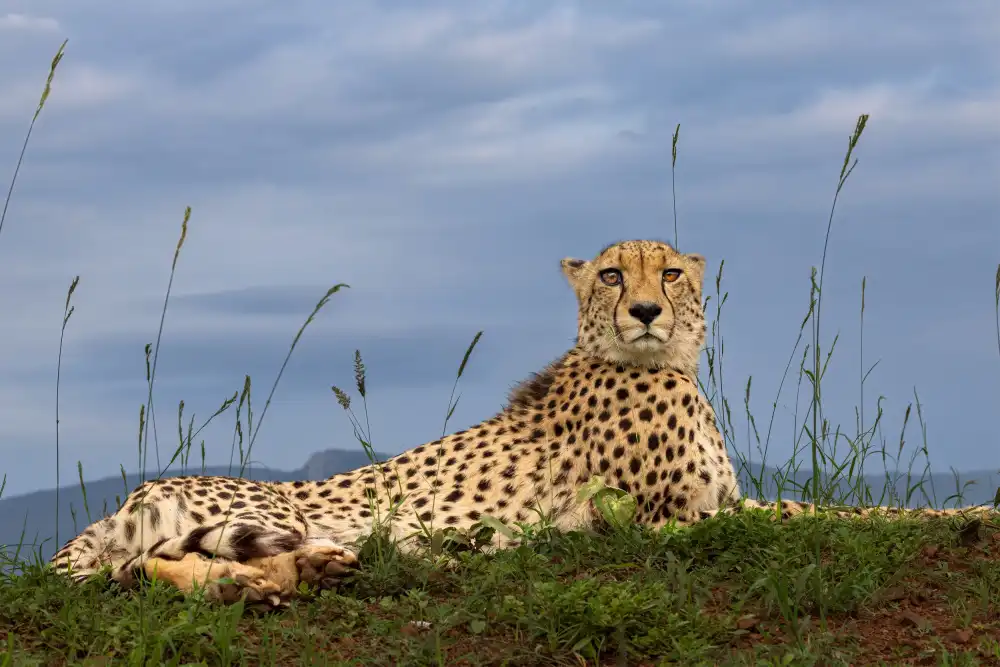 NOTO, DI GENNARO: Cheetah