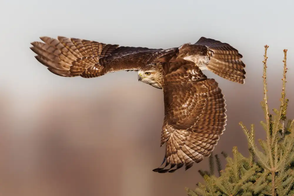 Chen, Davidhx: Fiy with wings