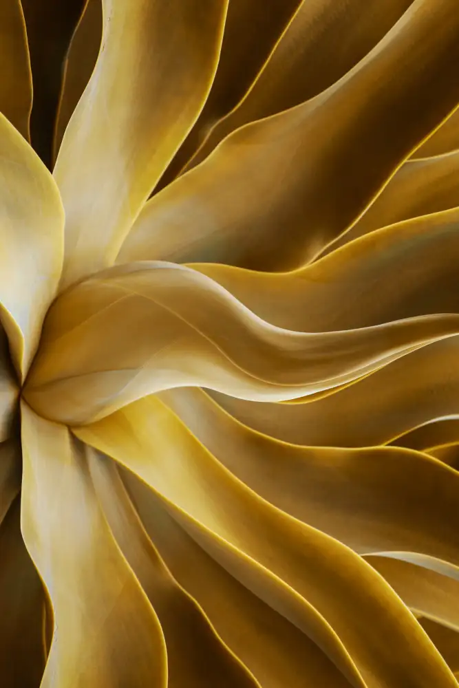 Wechsler, Robin: Dorado