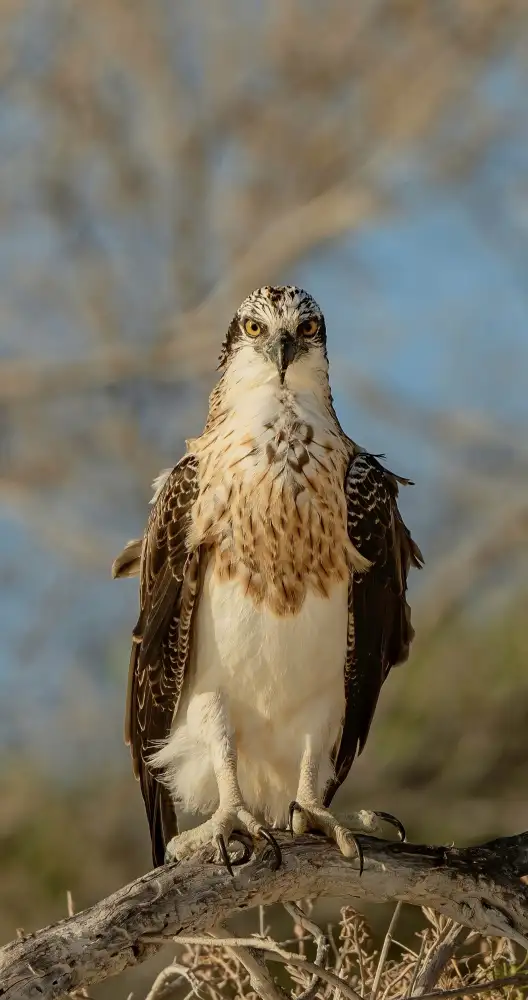 ahmadabdelhameed: Hrdý Osprey