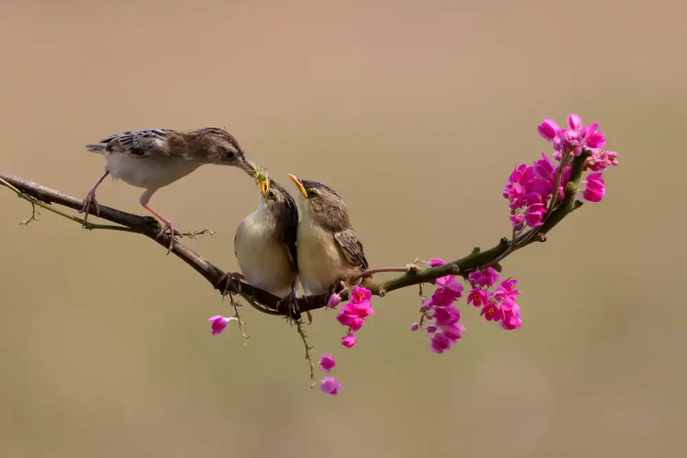 Suhardjo, Lisdiyanto: Feeding Chicks