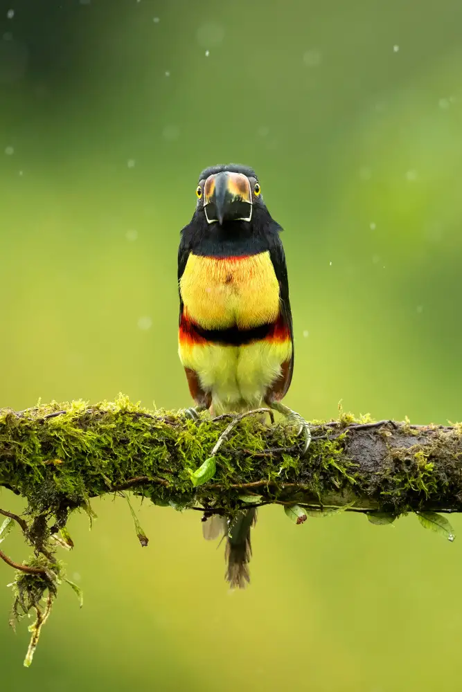 Zygmunt, Milan: Halsband-Aracari