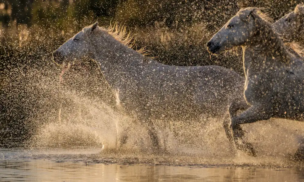 Dupont, Isabelle: Chevaux camarguais