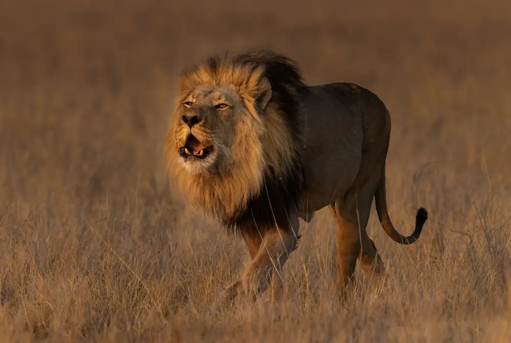 Drotsky, Jannes: Roaring boy