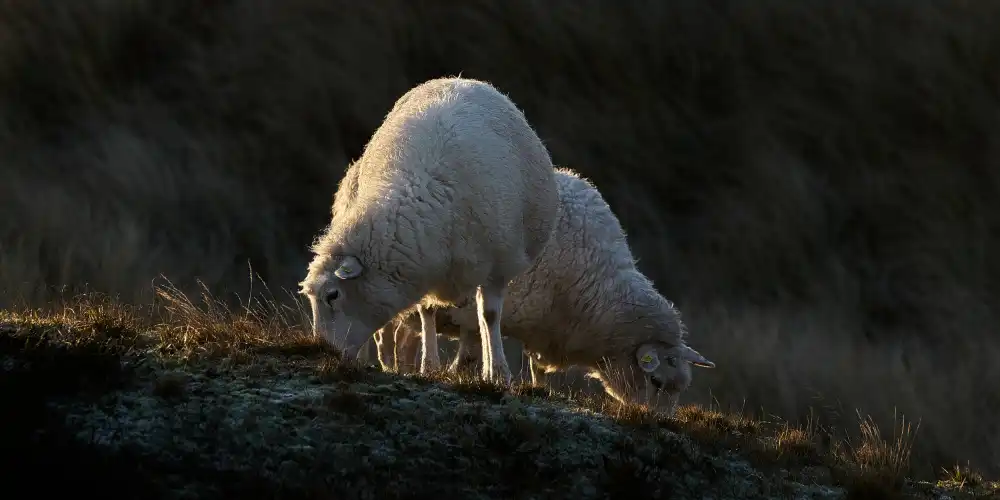 Balzer, Bodo: Sheep having breakfast in the first sunlight