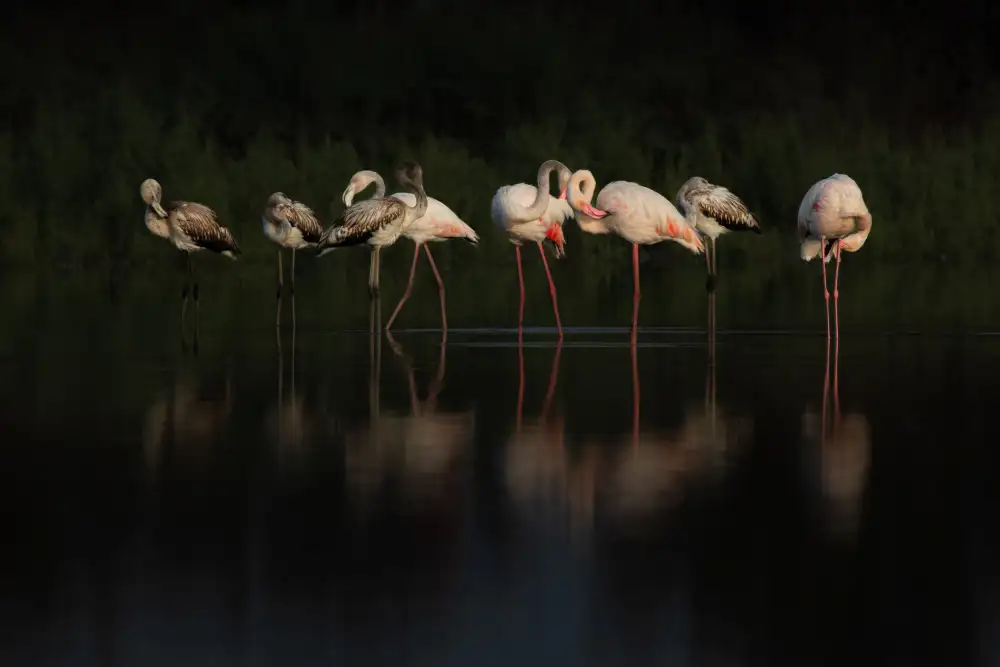 Rublina, Natalia: Flamingos