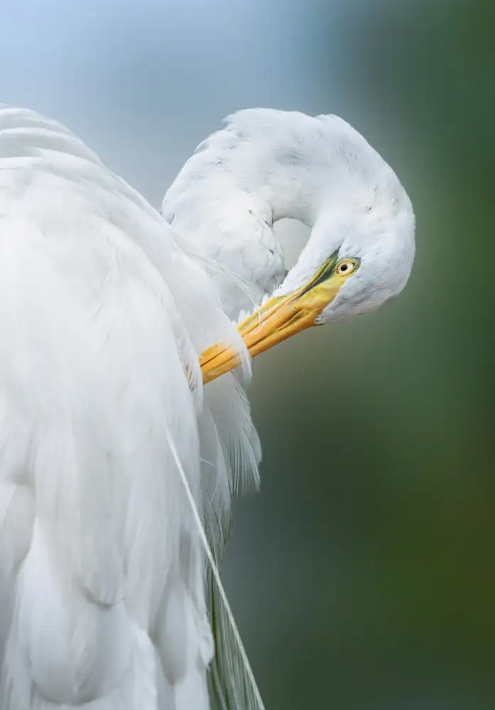 Lu, Ling: The White Beauty