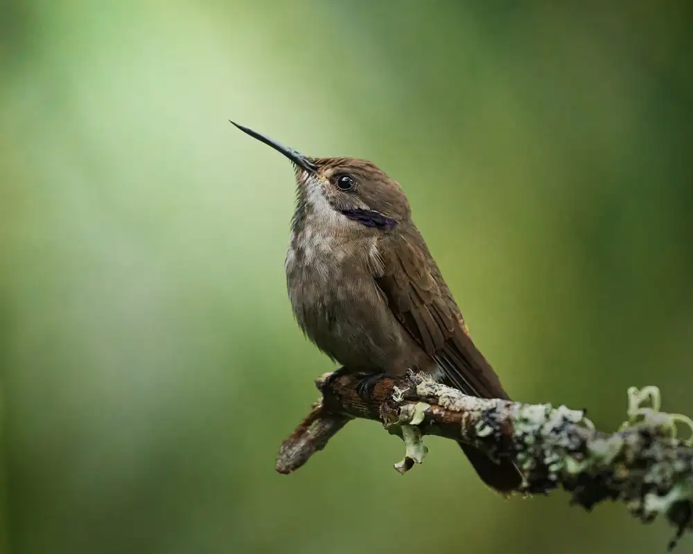 Acevedo, Pérez Lisandro: Colibri delphinae