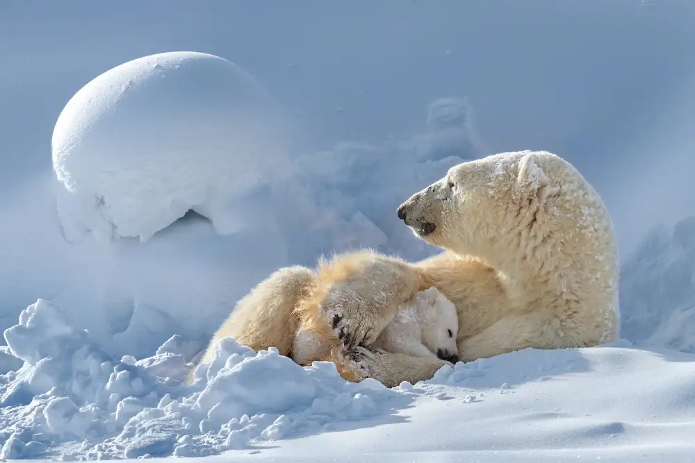 Tsui, Hung: Maternal love