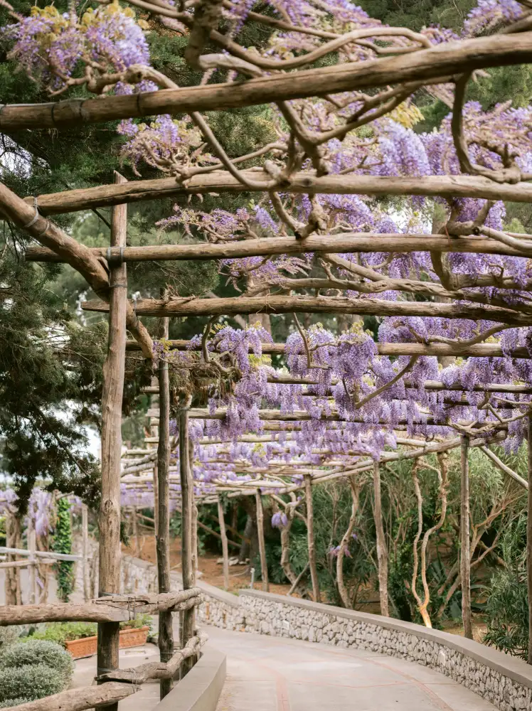 Zwart, Raisa: The Lavender Walkway